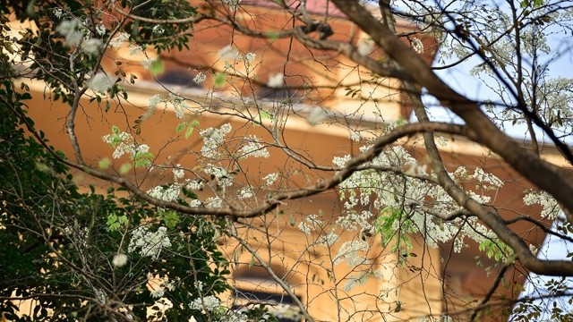 河内市迎来黄檀花盛放。（维灵 摄）