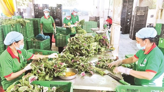 古芝县富禄农业商业服务合作社的无公害蔬菜生产活动。