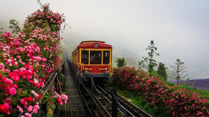 沿着芒华登山列车的玫瑰花竞相绽放。