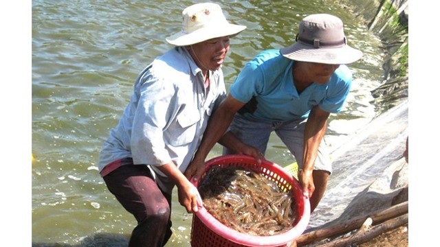 附图：越南虾产业努力恢复虾类出口市场。 