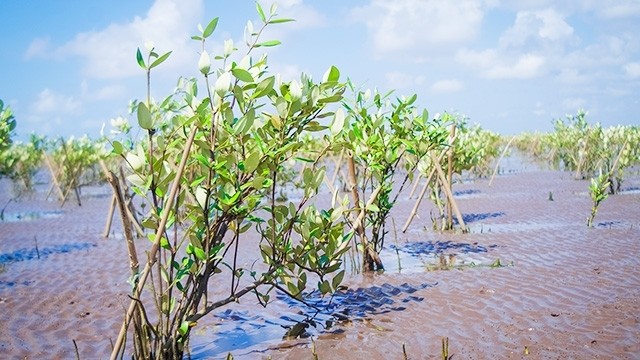 “绿色幸福”计划在朔庄省种植的海桑。