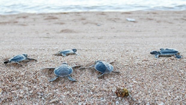 宁顺省把800多只稀有海龟放回大海。（图片来源：越通社）
