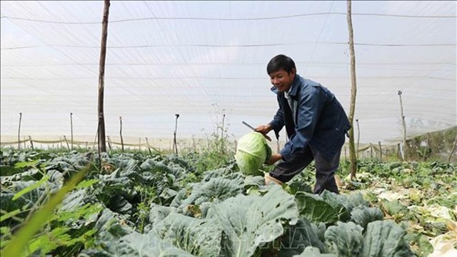 越南林同省在春节期间向市场提供近80万吨蔬菜