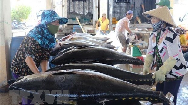 附图：越南金枪鱼出口增长3到4倍。
