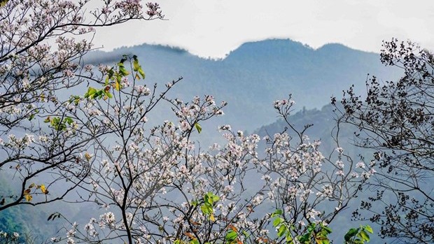 越南西北地区羊蹄甲花绽放迎春。