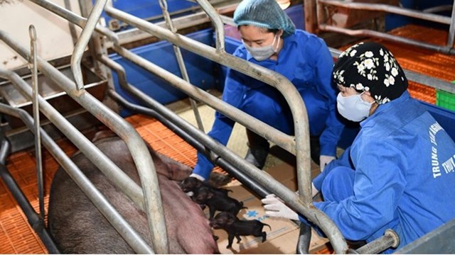 越南利用体细胞核移植技术成功克隆出4头健康状况良好的家猪。