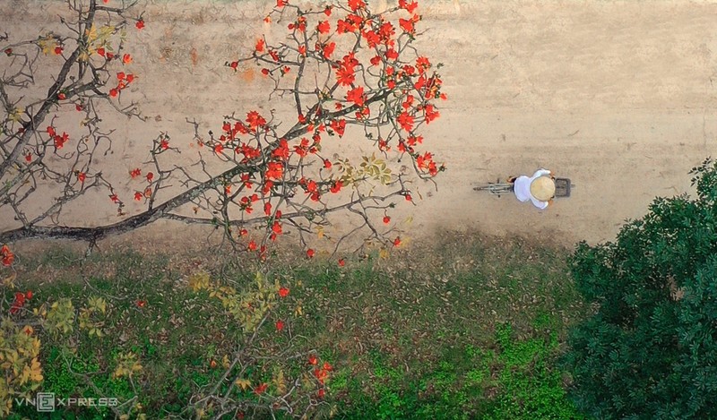 河内市美德县安美乡端女村木棉花风景如画、吸引许多人民前来拍摄和观赏。（图片来源：越南快速）