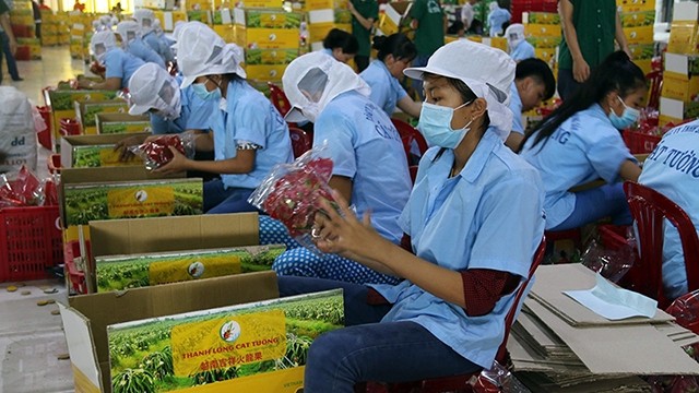 吉祥食品农产品加工公司的火龙果包装活动。