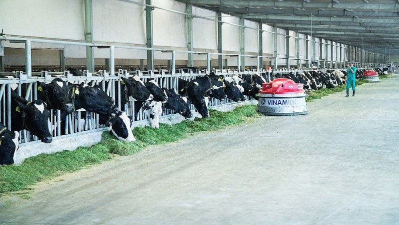 在Vinamilk绿色生态农场的奶牛养殖活动。（图片来源：人民报网）
