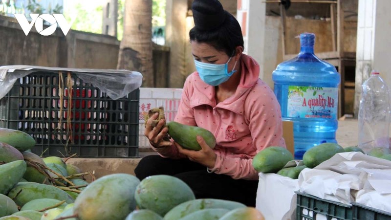山罗省农民在包装芒果。（图片来源：VOV）