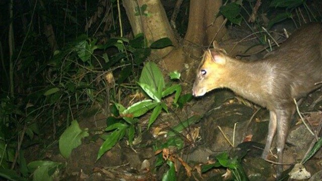 越南发现曾一度被认为灭绝的鹿科动物。（图片来源：丰田保护区供）