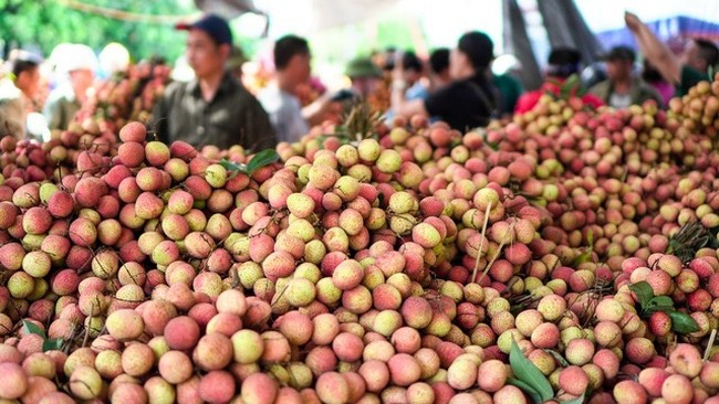 附图：海阳省近3万吨荔枝顺利投放国内外市场。 