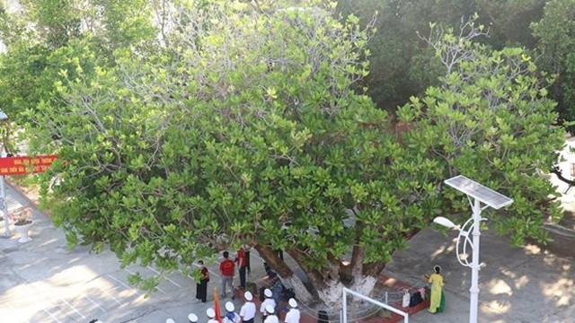 在双子西、山歌、南谒和生存岛，4棵拥有超过300多年历史的古树已被越南自然环境保护协会公认为“越南遗产树”。