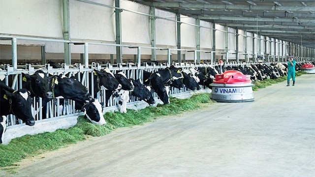 位于西宁省越南乳制品股份公司的奶牛养殖厂。