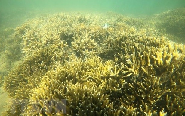 宁顺省藩朗—占塔海域的珊瑚礁。