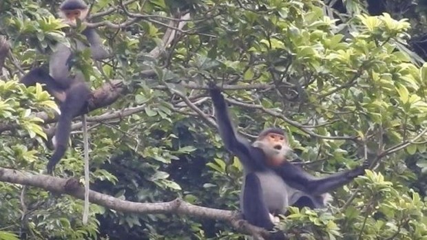 保护广南省灰腿白臀叶猴。