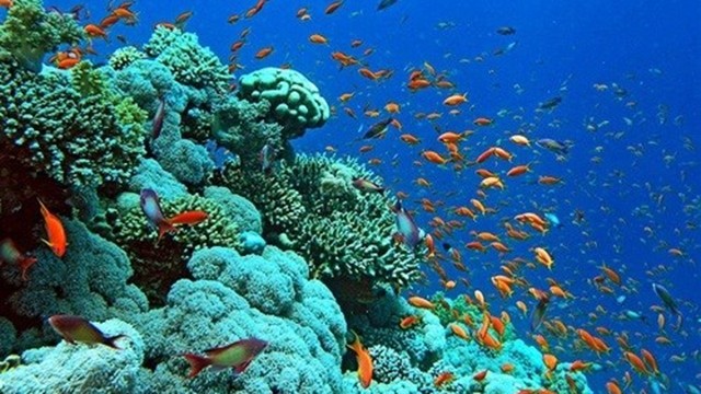 下龙湾海上珊瑚礁生态系统。