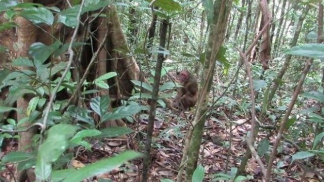一只红面猴被放归大自然。