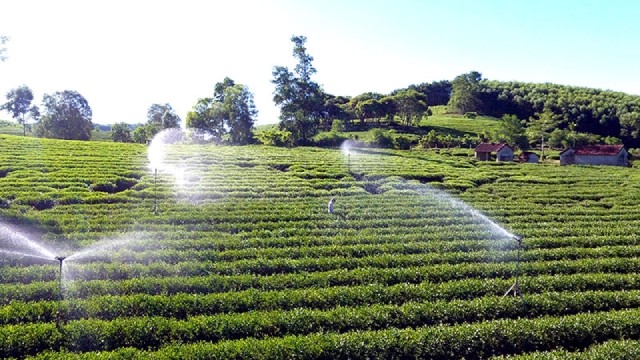 在义安省英山县茶山自动喷洒浇水技术的应用。