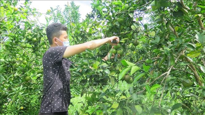 承天顺化省可持续发展南东橙子种植区。（图片来源：越通社）