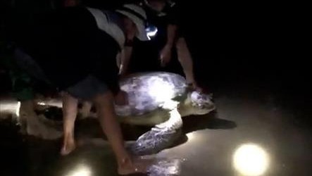 广平省将一重达120公斤海龟放归大海。
