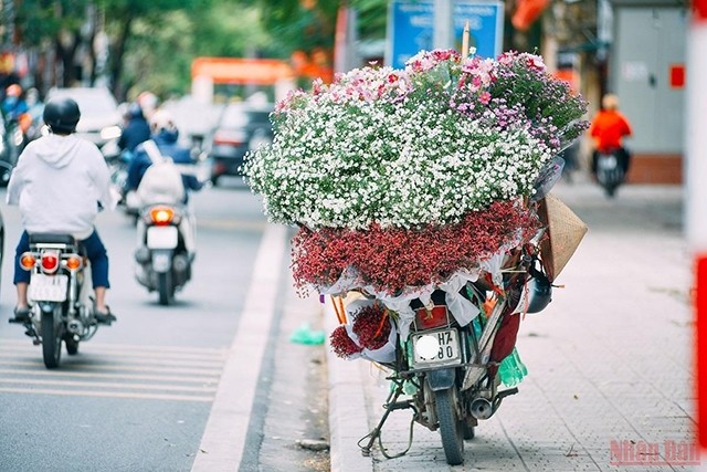 载满了五颜六色花束的自行车是河内的一个熟悉形象。（图片来源：明维 摄）