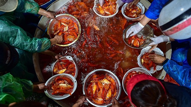 河内黄梅郡安楚鱼市场挤满了挑选鲤鱼的小商贩，为灶君节做准备。 （图片来源： 成达 摄）