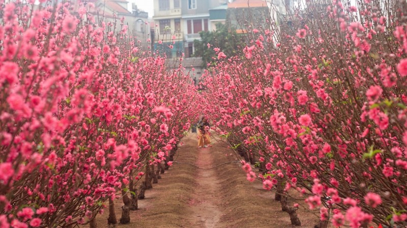 桃花也是越南人过年不可或缺的东西。