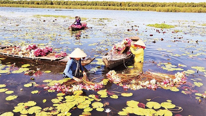 隆安省木化县村女采摘汛期睡莲。