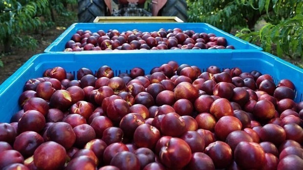 附图：澳大利亚向越南市场试点出口桃子和春桃。