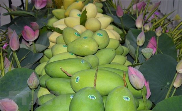 同塔省芒果年产量接近11.3万吨。（图片来源：越通社）