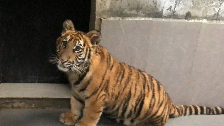 广平省风雅–盖板国家公园将收养七只印度支那虎。