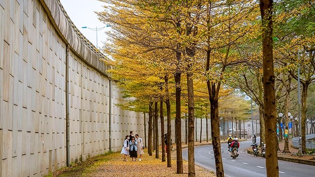 这些日子河内苏历河边的一条街道就像韩国秋天一样美丽。（成达 摄）