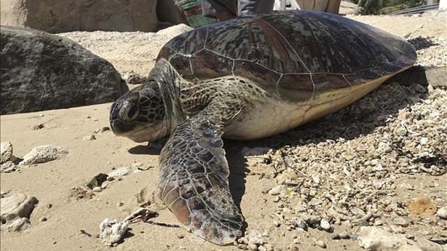 宁顺省成功将一只绿蠵龟放归大自然。（图片来源：越通社）
