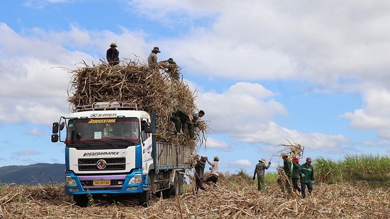 福安省山和县农民收割甘蔗。