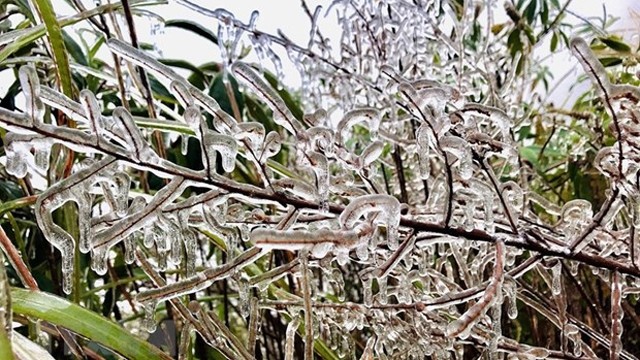 老街省番西邦峰在春季出现霜冻现象。