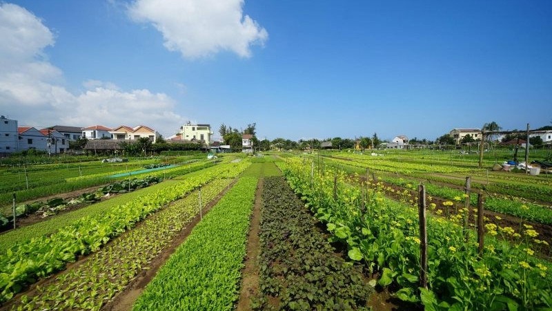 会安茶桂蔬菜种植业被列入国家级非物质文化遗产名录。