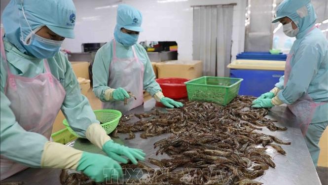 附图：越南虾类出口活动保持良好发展势头。