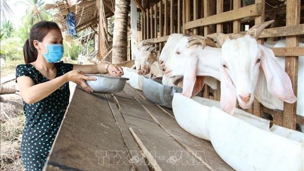 槟椥省农民对肉羊养殖进行调整。