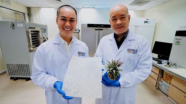 杨明海副教授与潘全胜副教授公布关于菠萝叶的减肥研究。（图片来源：NUS）