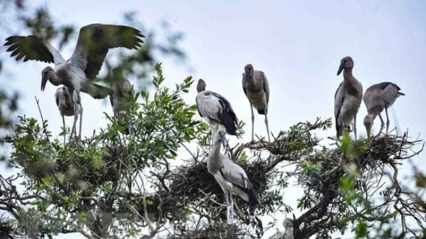 附图：越南颁布法律规定紧急保护野生鸟类。