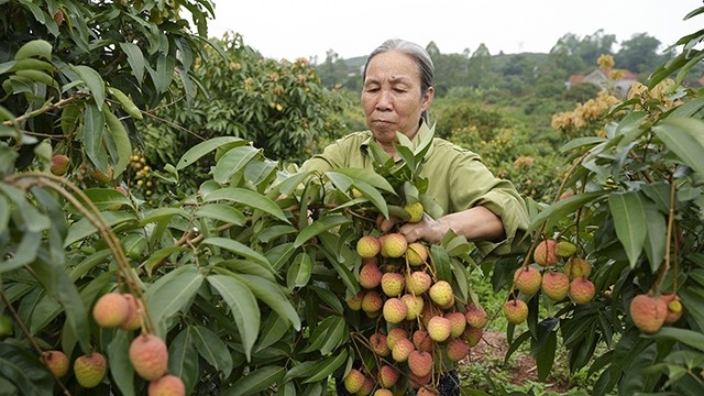 北江省新安县农民收获早熟荔枝。