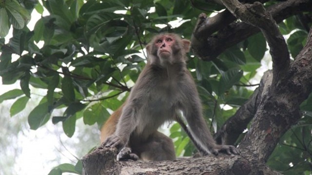洪茶岛上的恒河猴。