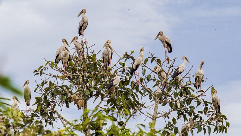 1000多只珍稀钳嘴鹳迁徙到炉戈-萨马特国家公园。